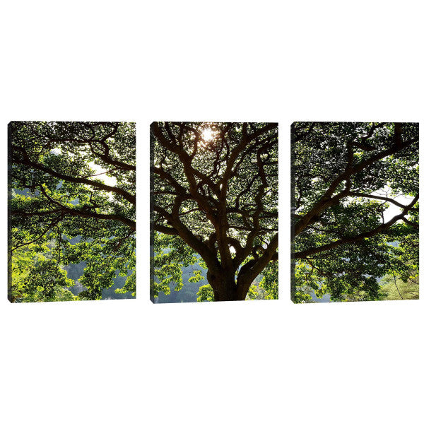 Quadro Decorativo Serenidade Verde: Respire Paz