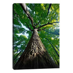 Quadro Decorativo Tronco da Vida com Força